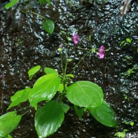Impatiens yakandawalarum Gopallawa, Hapuarachchi & Jayathissa